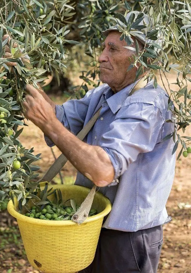 Un oléiculteur andalou et sa petite-fille tenant des olives vertes fraîchement récoltées