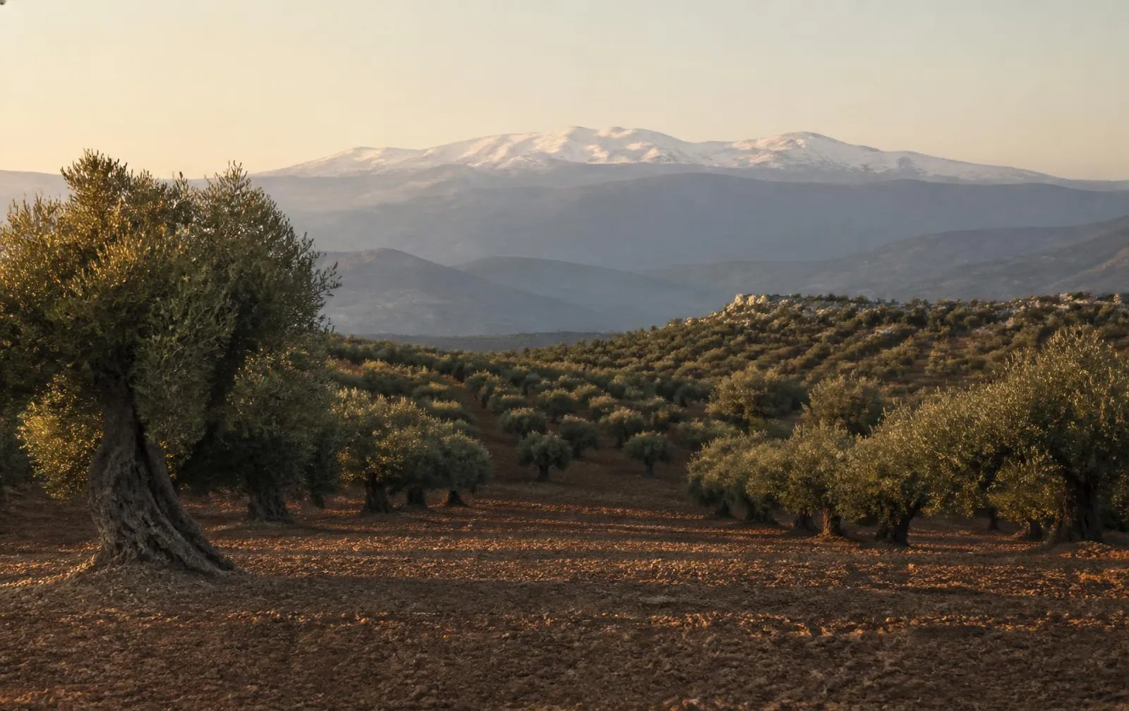 Olivar centenario al atardecer sobre Fiñana, al pie de Sierra Nevada, Andalucía