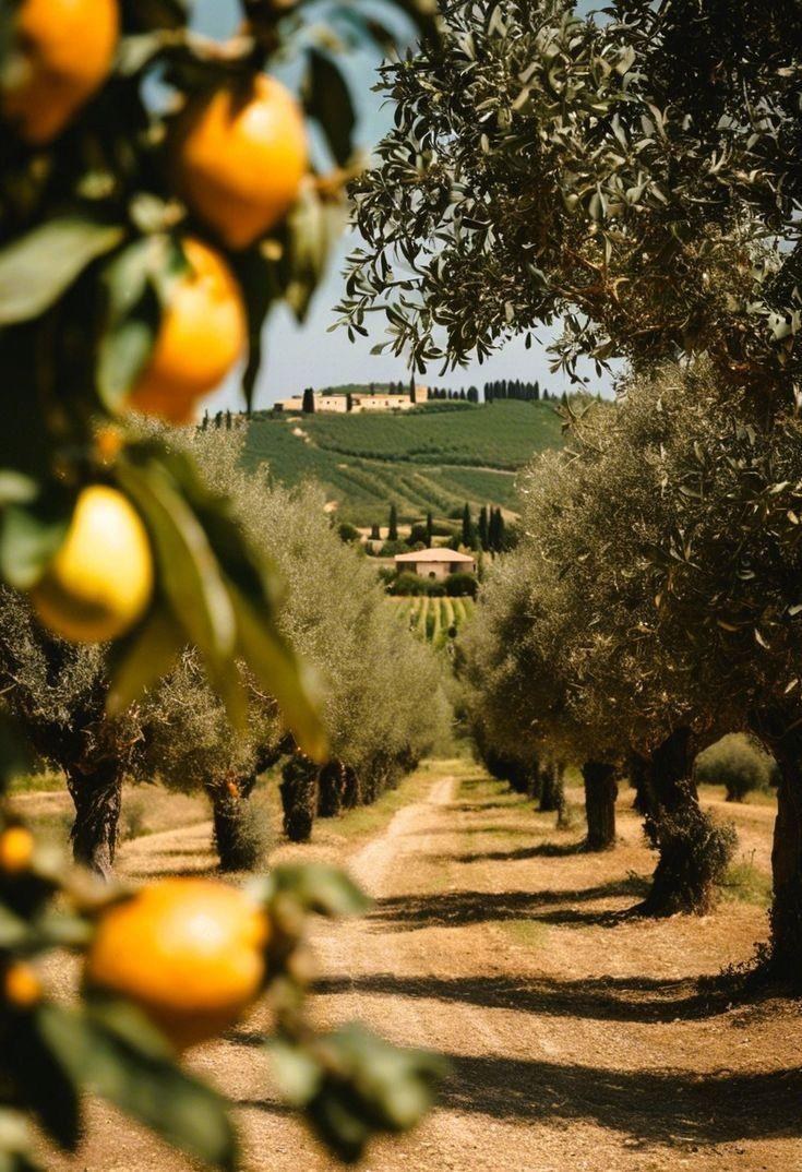 Centenary olive grove at sunset above the Jaén valleys, Jaén, Andalusia