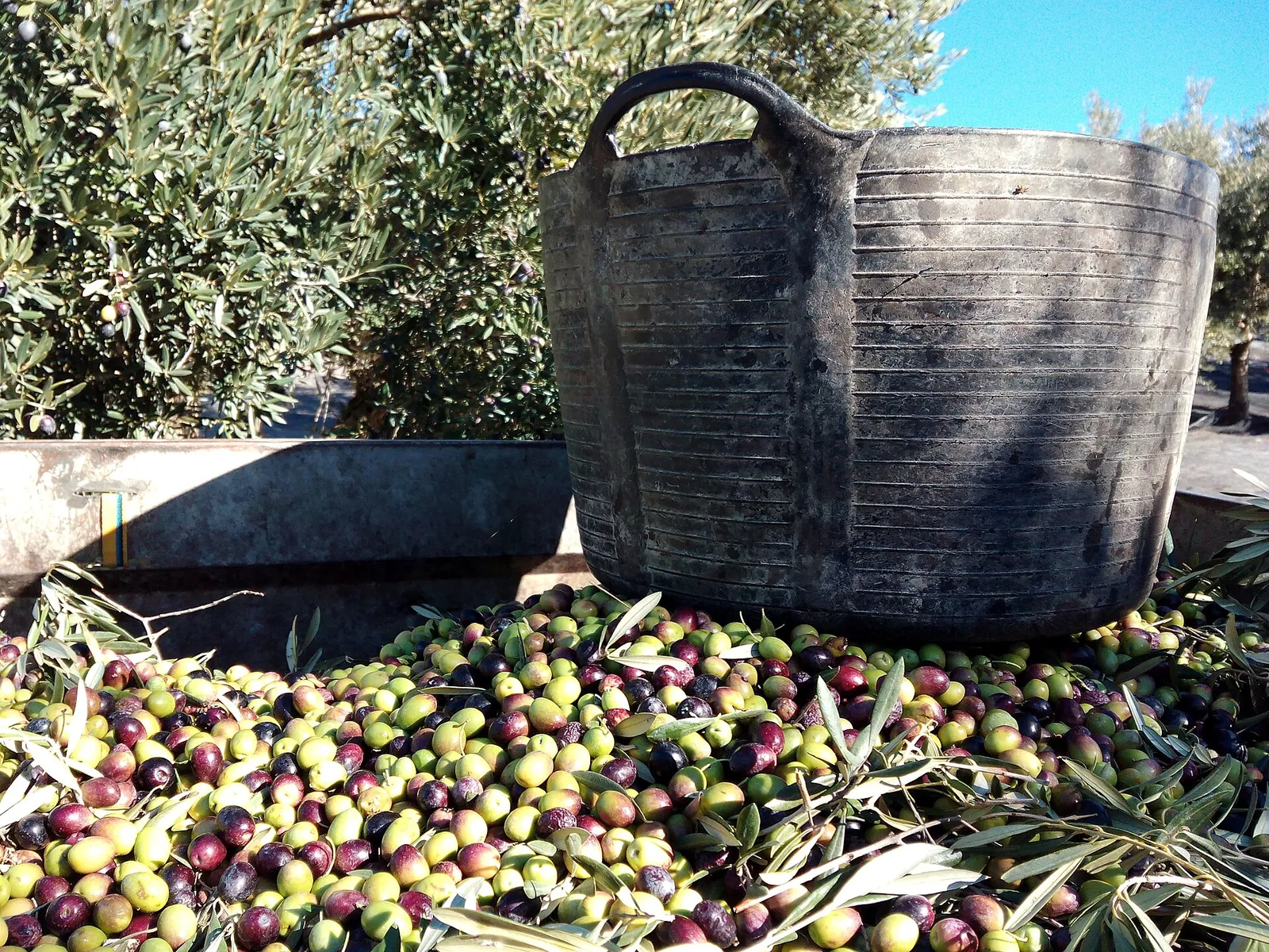 Capazo tradicional y aceitunas recién recogidas