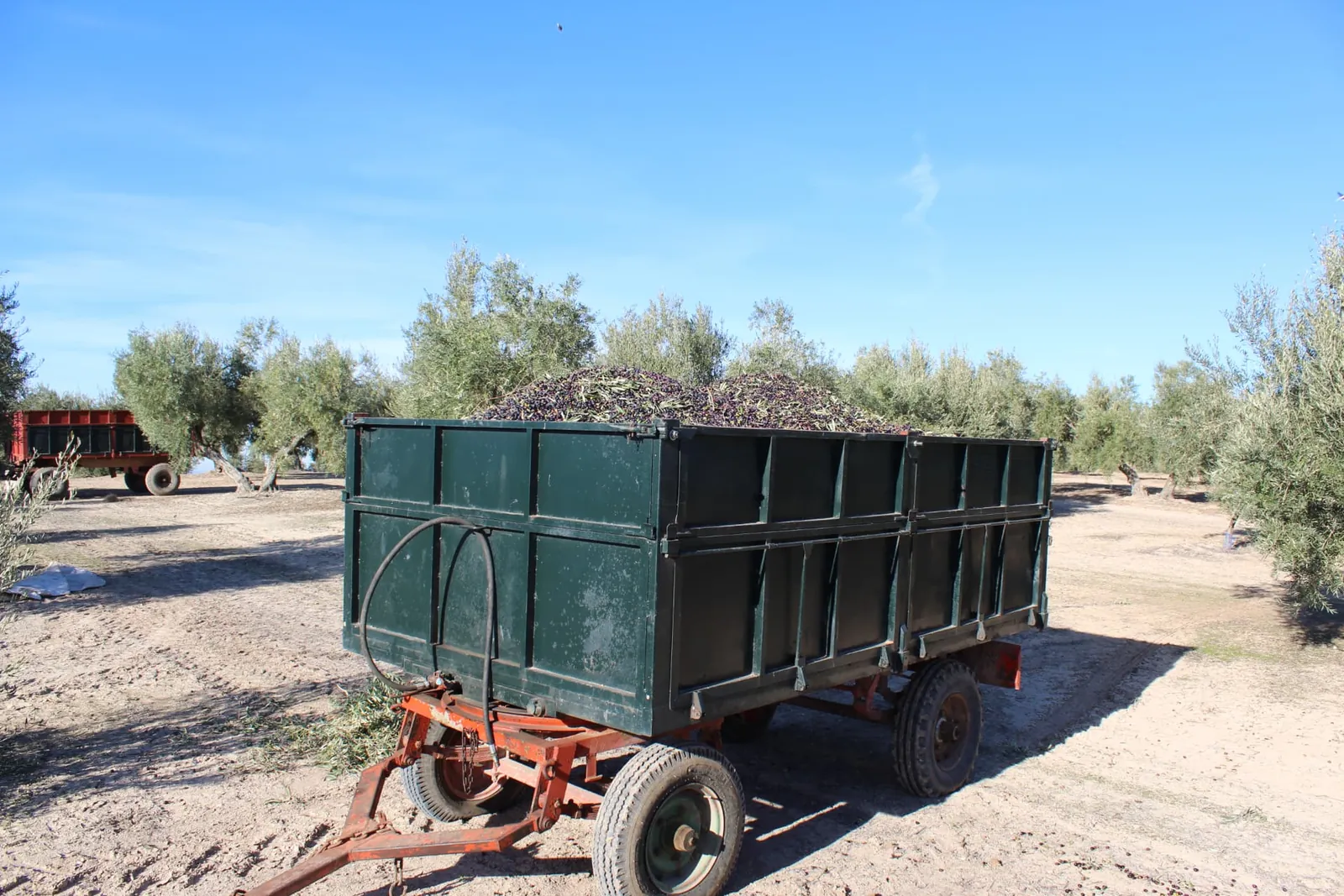 Carro de la cosecha en el olivar andaluz