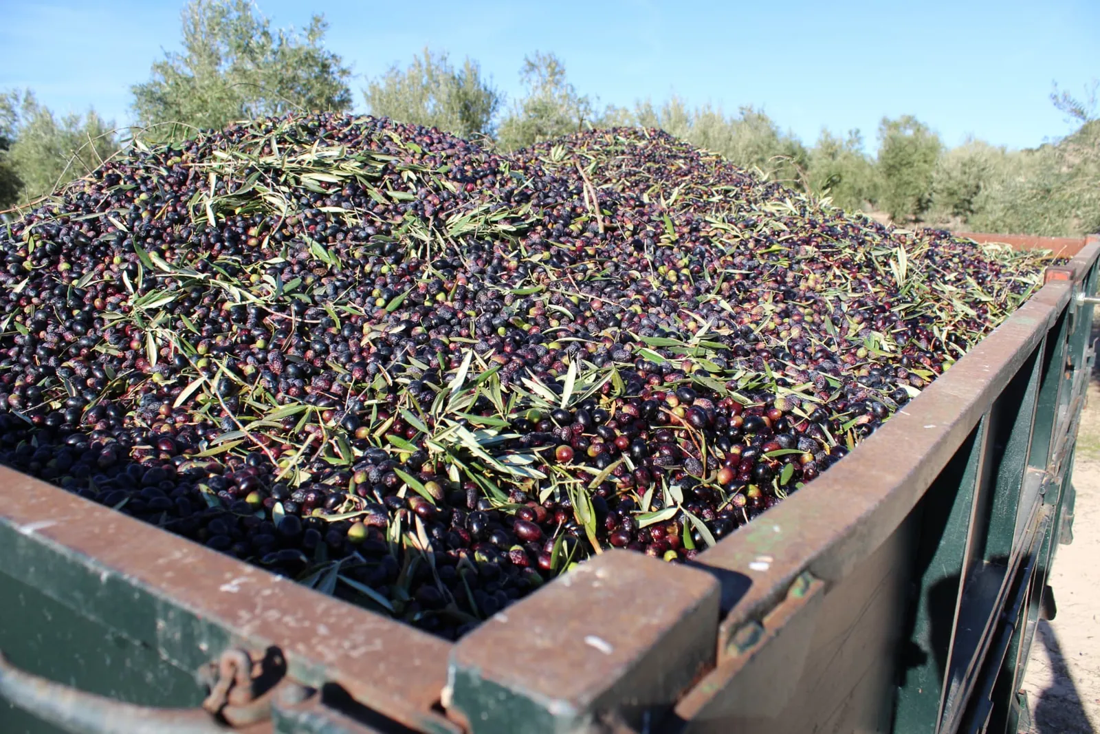 Aceitunas maduras cargadas para la primera molienda del día