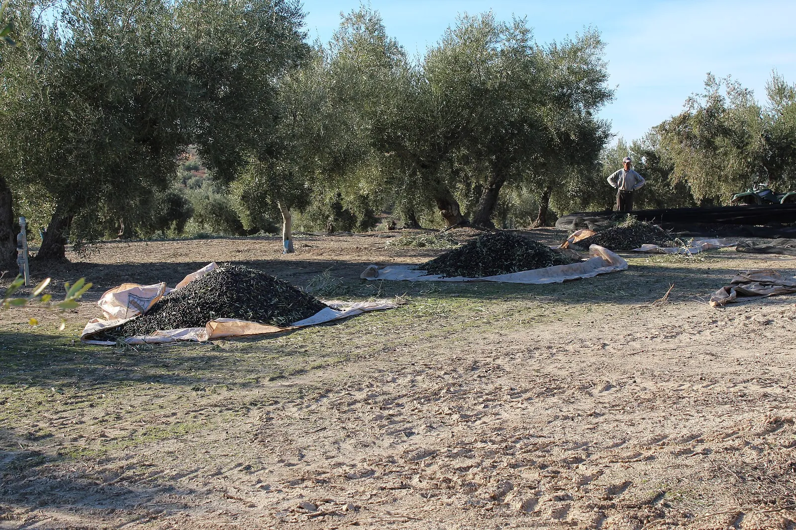 Recolección con mantos bajo los olivos centenarios