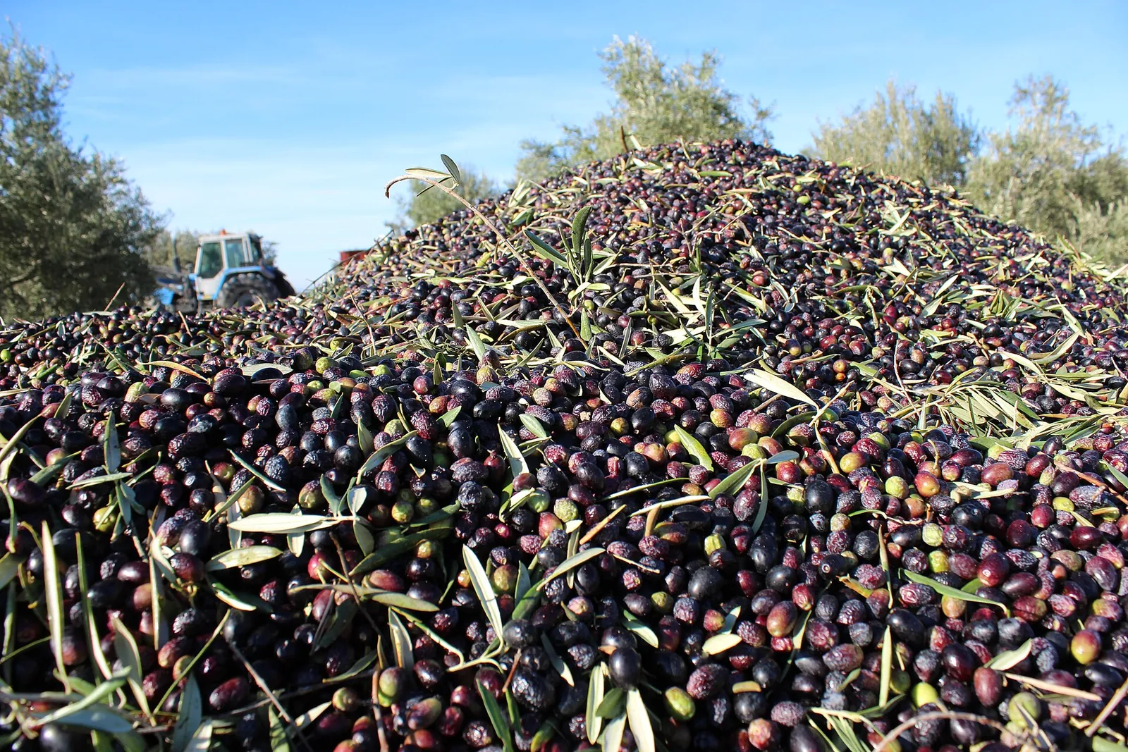 Montaña de aceitunas recién cosechadas con hojas de olivo