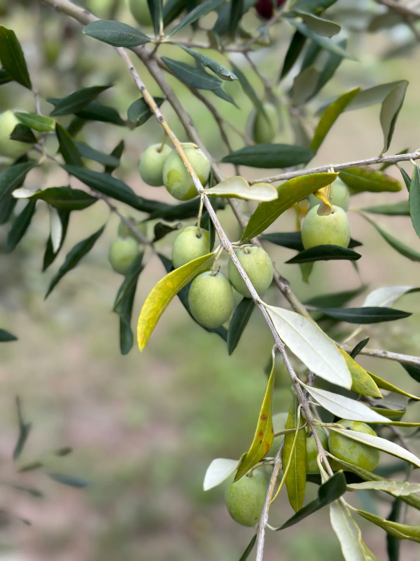 Aceitunas verdes de cosecha temprana en la rama del olivo